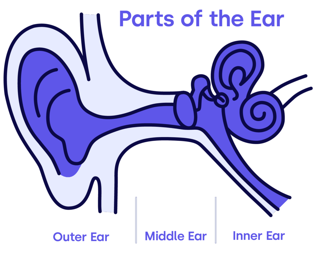 Parts of the Ear